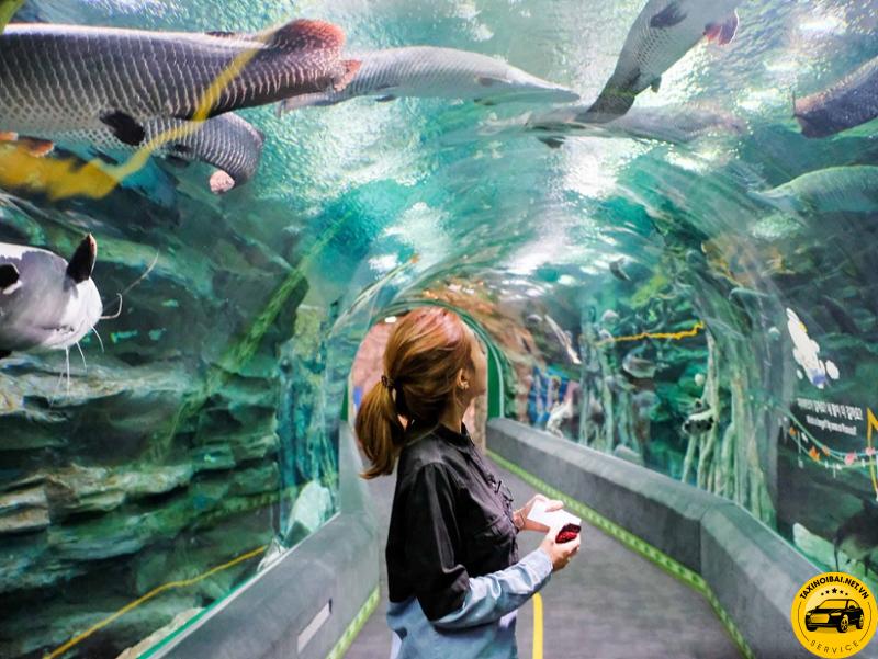 Du khách như lạc vào lòng đại dương khi tham quan tại Lotte World Aquarium