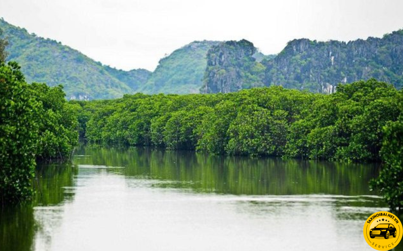 Hệ thống rừng ngập mặn xinh đẹp 