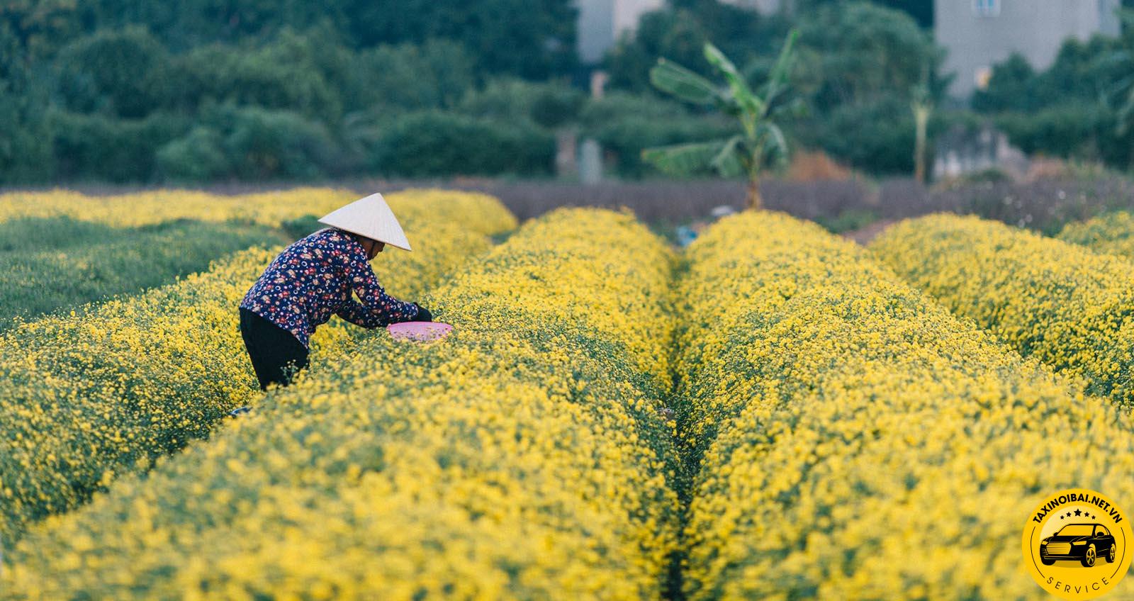 Cánh đồng hoa Cúc Chi vào mùa rực rỡ