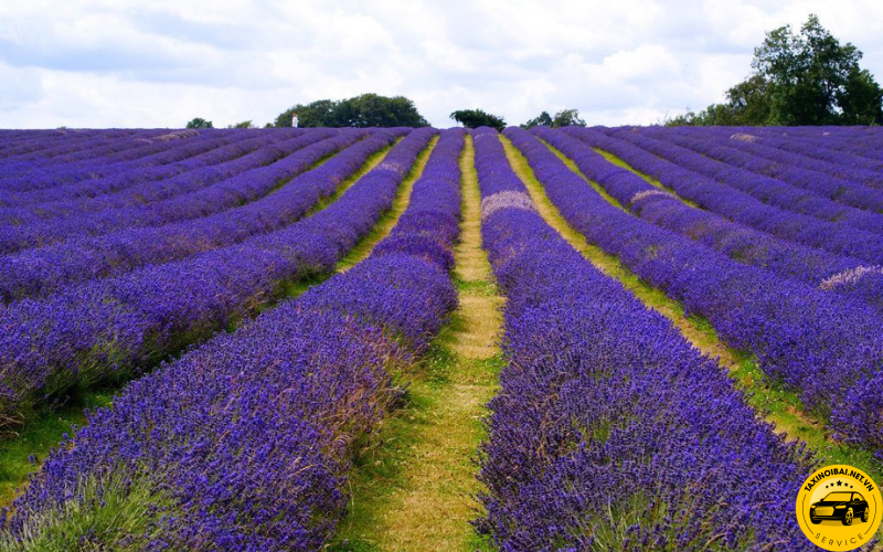 Vườn hoa Lavender tím mộng mơ ở thung lũng