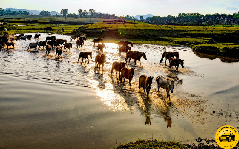 Chốn thảo nguyên thơ mộng với đàn ngựa khỏe khoắn