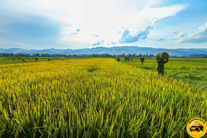 Cánh đồng Mường Lò đẹp nhất vào mùa lúa chín vào tháng 9 và 10